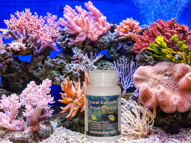 coral calcium